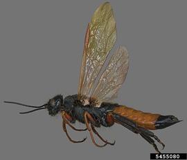  Sirex woodwasp male, lateral view; photo by S. Valley, Oregon Dept. of Agriculture, Bugwood.org 
