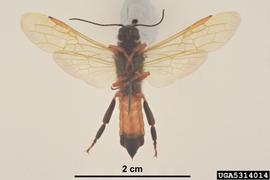  Sirex woodwasp male, ventral view; photo by P. Lillywhite & K. Walker, PaDIL 
