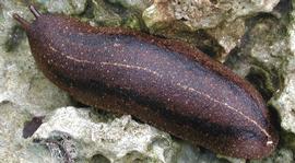  Cuban slug; photo by D. Robinson, USDA-APHIS-PPQ 
