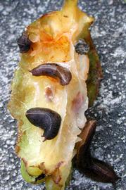  Cuban slug feeding on starfruit; photo by D. Robinson, USDA-APHIS-PPQ 
