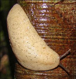  Sloan leatherleaf slug; photo by Robert Pilla, Flickr.com 
