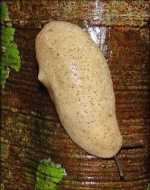  Sloan leatherleaf slug; photo by Robert Pilla, Flickr.com 
