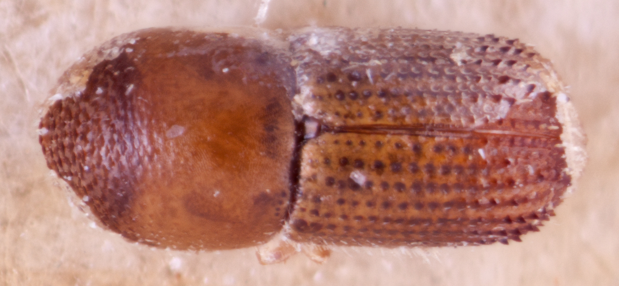   Arixyleborus tuberculatus nbsp;cotype dorsal; R.K. Osborn 
