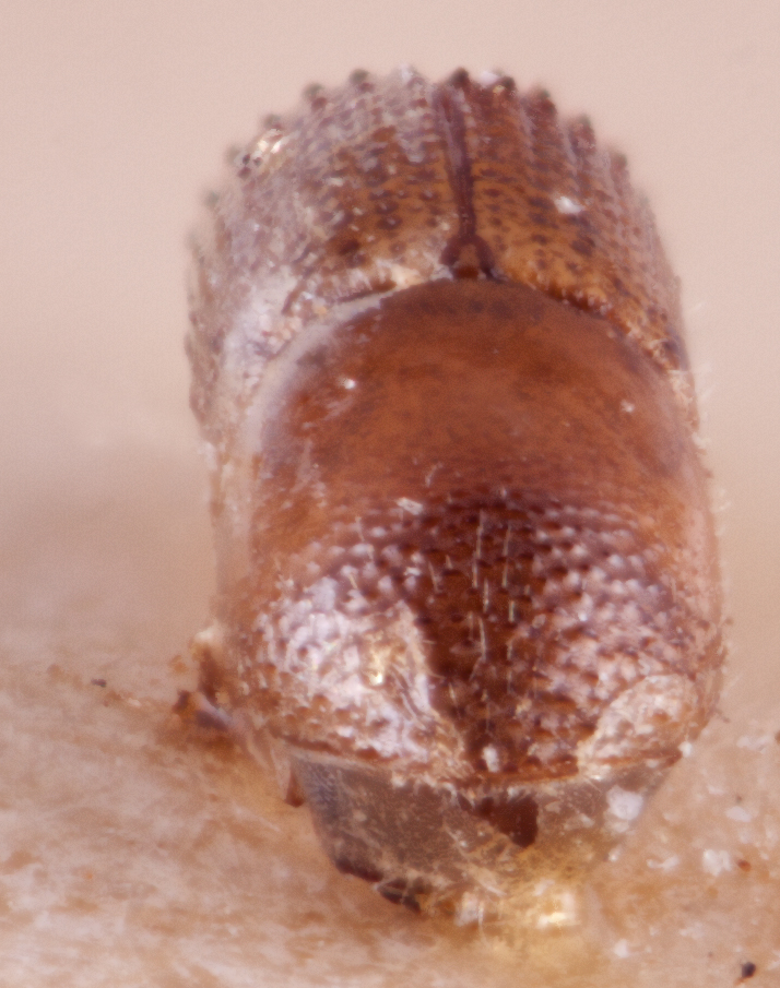   Arixyleborus tuberculatus nbsp;cotypenbsp;frontal; R.K. Osborn 
