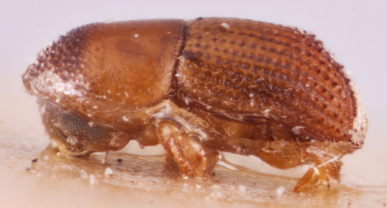   Arixyleborus tuberculatus nbsp;cotype lateral; R.K. Osborn 

