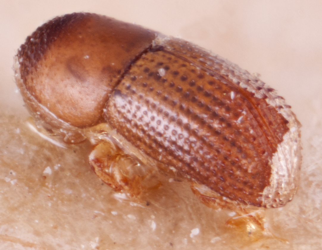   Arixyleborus tuberculatus nbsp;cotype declivity; R.K. Osborn 
