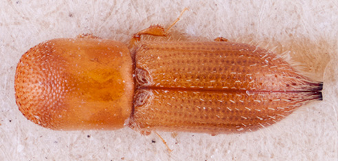   Cryptoxyleborusnbsp;barbieri nbsp;lectotype dorsal; R.K. Osborn 

