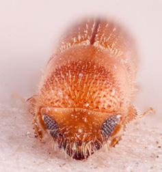   Cryptoxyleborusnbsp;barbieri nbsp;lectotype frontal; R.K. Osborn 
