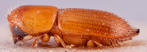   Cryptoxyleborusnbsp;barbieri nbsp;lectotype lateral; R.K. Osborn 
