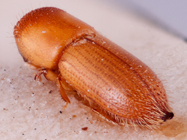   Cryptoxyleborusnbsp;barbieri nbsp;lectotype declivity; R.K. Osborn 
