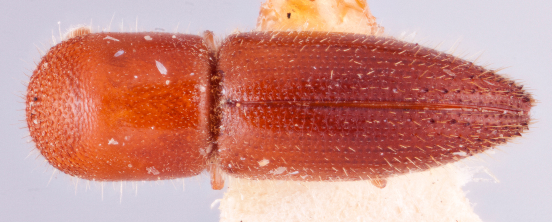   Cryptoxyleborus quadriporus nbsp;holotype dorsal; R.K. Osborn 

