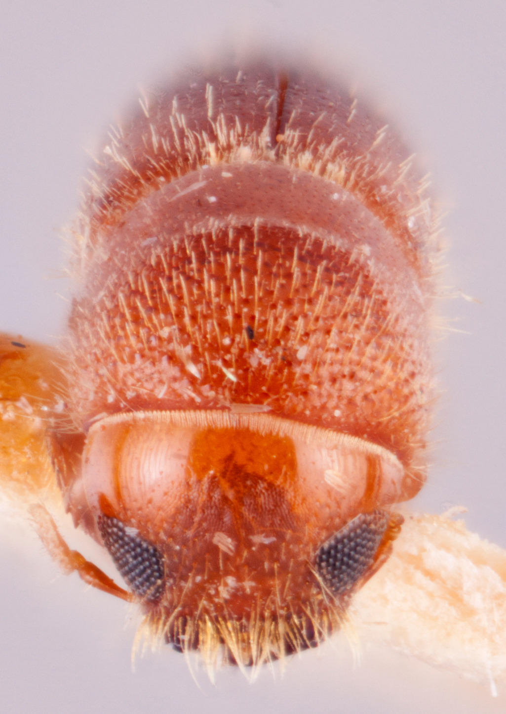   Cryptoxyleborus quadriporus nbsp;holotype frontal; R.K. Osborn 
