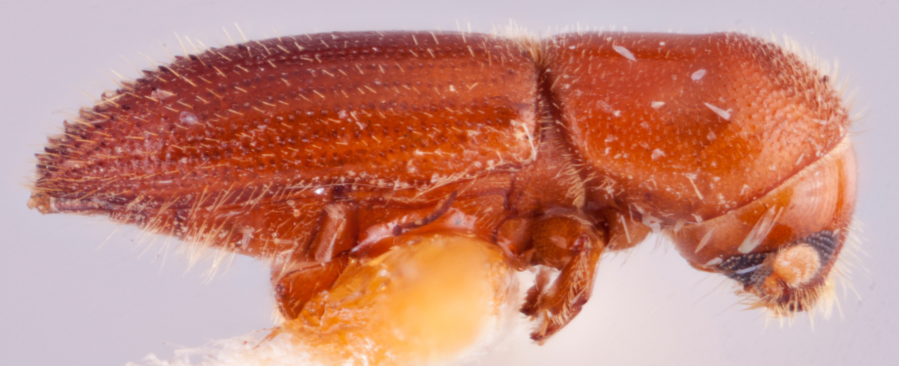   Cryptoxyleborus quadriporus nbsp;holotype lateral; R.K. Osborn 

