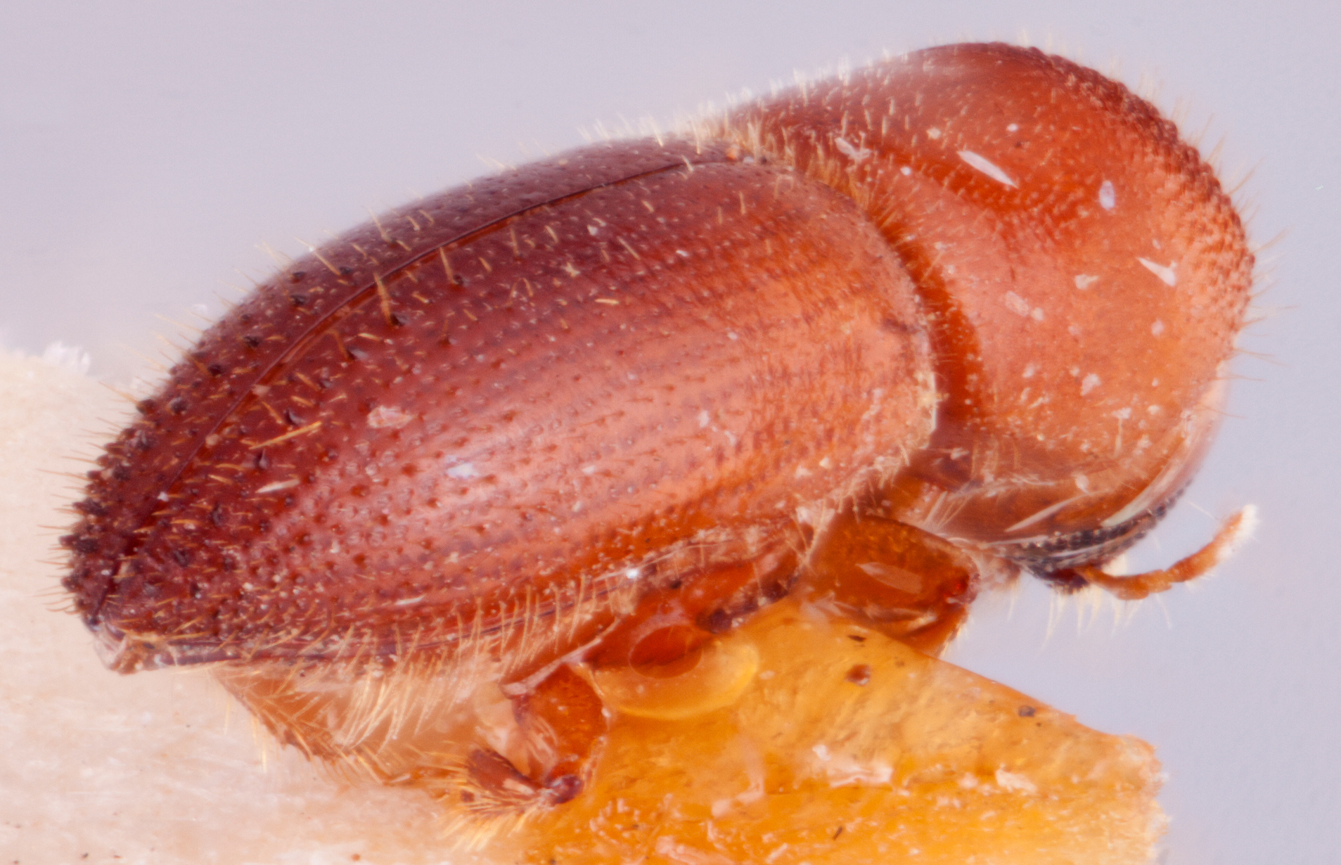   Cryptoxyleborus quadriporus nbsp;holotype declivity; R.K. Osborn 
