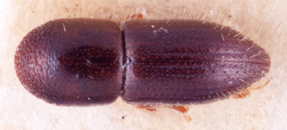  Fraudatrix cuneiformis nbsp;lectotype dorsal; R.K. Osborn 
