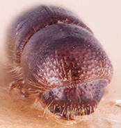   Fraudatrix cuneiformis nbsp;lectotype frontal; R.K. Osborn 
