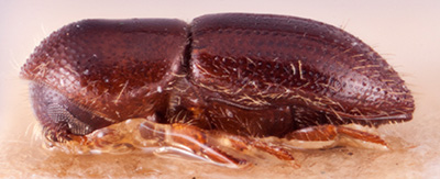   Fraudatrix cuneiformis nbsp;lectotype lateral; R.K. Osborn 
