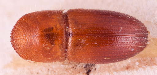   Tricosa metacuneolus nbsp;paratype dorsal; R.K. Osborn 
