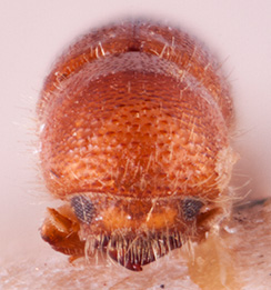   Tricosa metacuneolusnbsp; paratypenbsp;frontal; R.K. Osborn 
