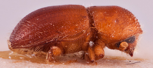   Tricosa metacuneolus nbsp;paratype lateral; R.K. Osborn 
