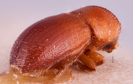   Tricosa metacuneolus  paratypenbsp;declivity; R.K. Osborn 
