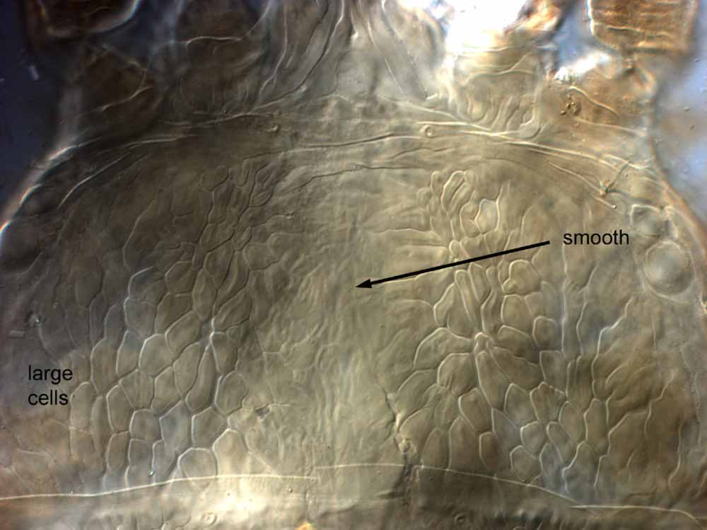  Fig. 3.  Brevipalpus californicus  sensu stricto, female prodorsum (holotype specimen). 