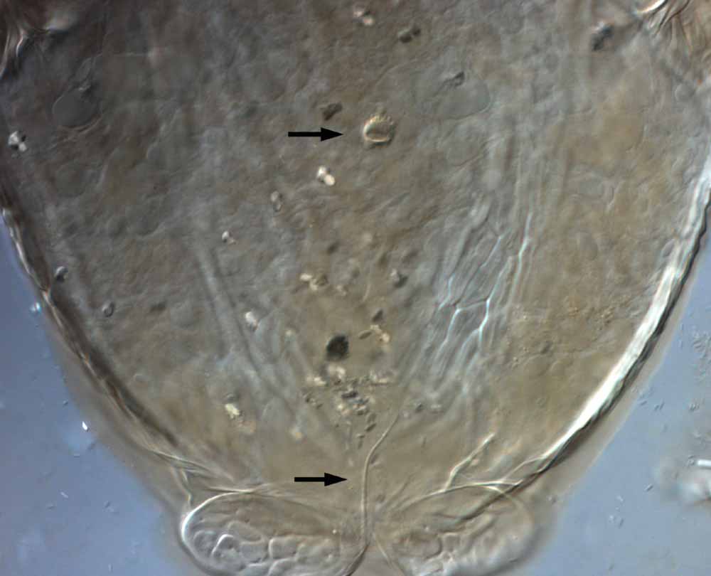  Fig. 12.  Brevipalpus californicus  sensu stricto, female posterior opisthosoma indicating spermatheca and duct (see arrows) (paratype specimen). 