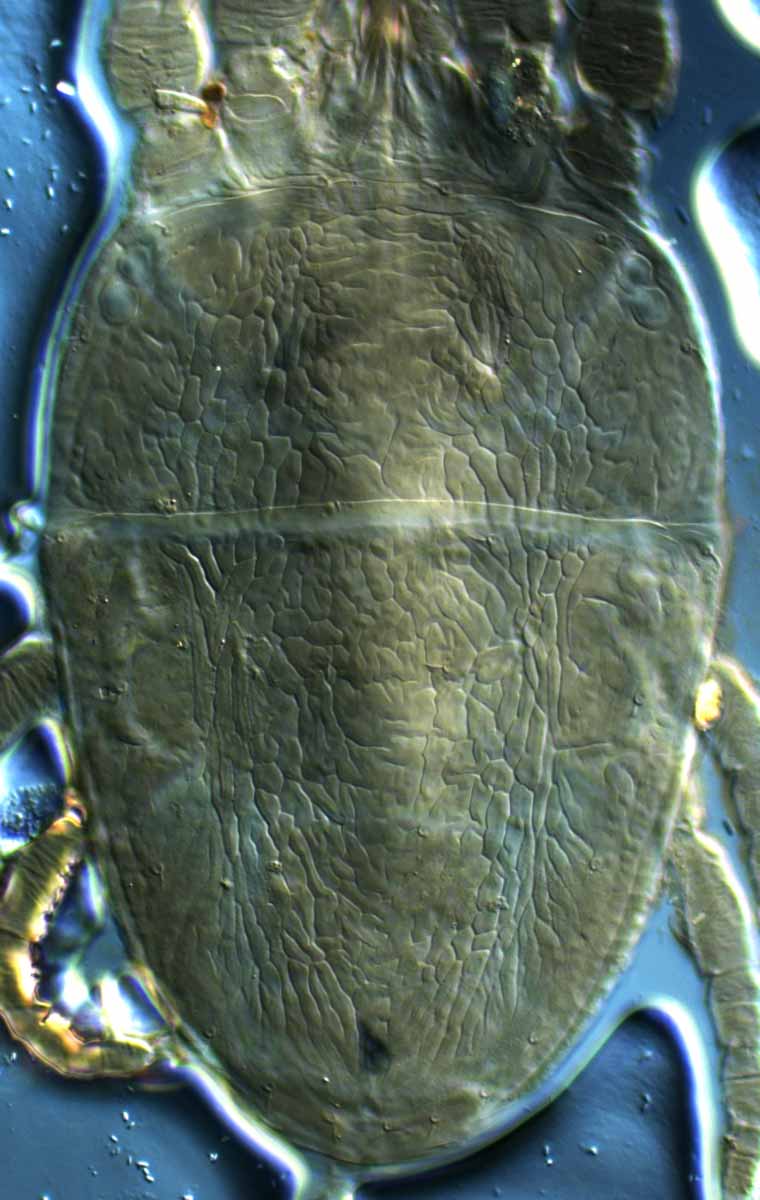  Fig. 2.  Brevipalpus californicus  sensu stricto, female dorsum (paratype specimen). 