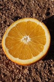              Fruit cross-section of  Citrus sinensis         (Bahianinha Araras, Riverside, CA)       