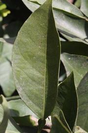            Unifoliolate leaf of  Citrus sinensis         (Bahianinha Araras, Riverside, CA)   
