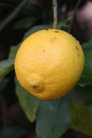              Fruit (Riverside, CA)       