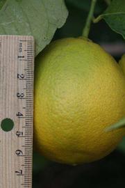              Fruit (Riverside, CA)       