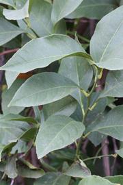              Sun leaves (Riverside, CA)       