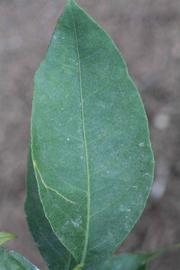            Unifoliolate leaf (Riverside, CA)   