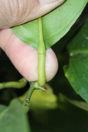              Petiole (Riverside, CA)       