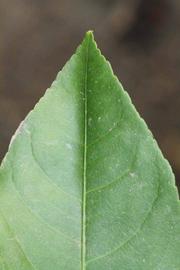              Margin (Riverside, CA)       