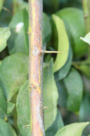              Second - third year twig (Riverside, CA)       