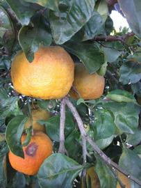               Fruit (Winter Haven, FL)       