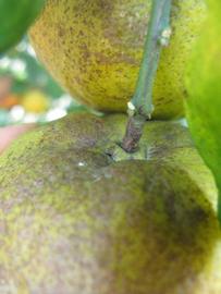              Fruit (Winter Haven, FL)       