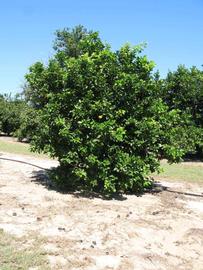              Habit (Winter Haven, FL)       