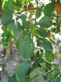              Shade leaves (Winter Haven, FL)       