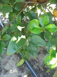              Shade leaves (Winter Haven, FL)       