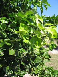              Sun leaves (Winter Haven, FL)       
