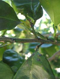              Second - third year twig (Winter Haven,   FL)       