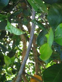              Second - third year twig (Winter Haven,   FL)       