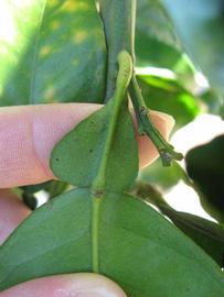              Petiole (Winter Haven, FL)       