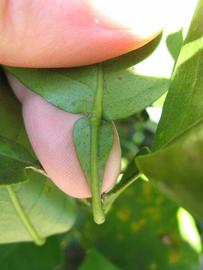              Petiole (Winter Haven, FL)       