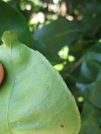              Margin (Winter Haven, FL)       