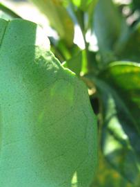              Margin (Winter Haven, FL)       