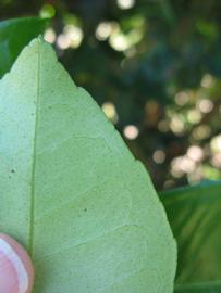              Margin (Winter Haven, FL)       